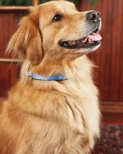 Sale Southern Tide Skipjack Dog Collar